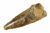 Juvenile Fossil Spinosaurus Tooth - Real Dinosaur Tooth #264812-1